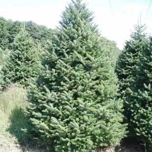 Balsam Fir Christmas Tree