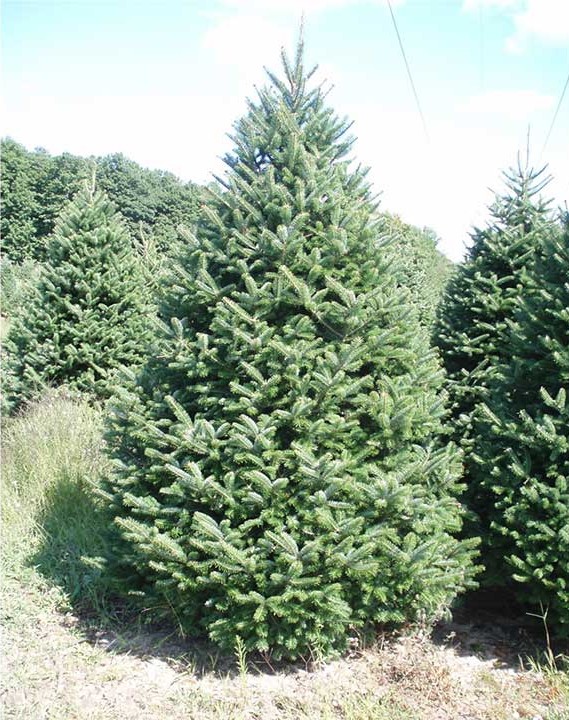 Balsam Fir Christmas Tree