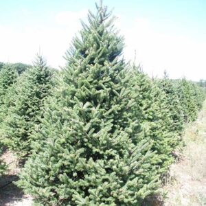 Balsam Fir Christmas Tree