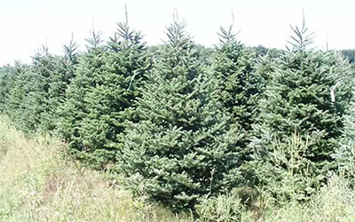 Fraser Fir