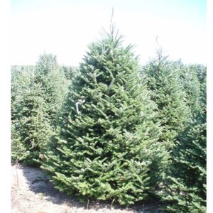 Fraser Fir Christmas Tree