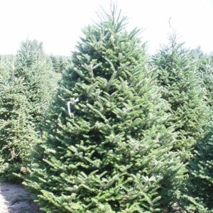 Fraser Fir Christmas Tree