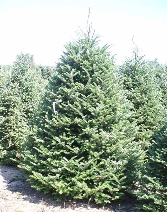Fraser Fir Christmas Tree