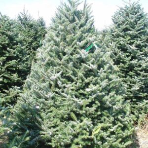 Fraser Fir Christmas Tree