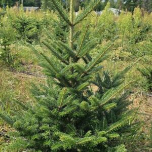 Tabletop Fir Christmas Tree