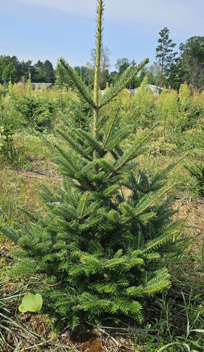 Tabletop Fir Christmas Tree