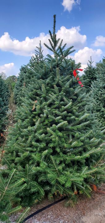 Fraser Fir 5.5' Christmas Tree