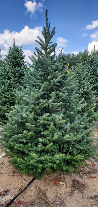 6.5' Fraser Fir Christmas Tree