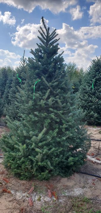 7.5' Fraser Fir Christmas Tree