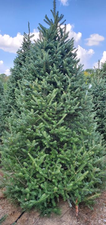 8.5' Fraser Fir Christmas Tree