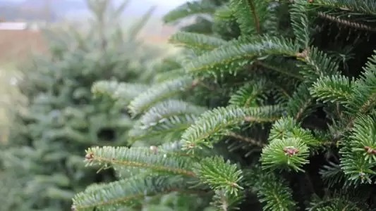 Christmas Tree Gifts