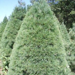 White Pine Christmas Tree