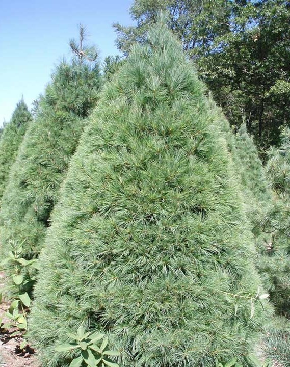 White Pine Christmas Tree