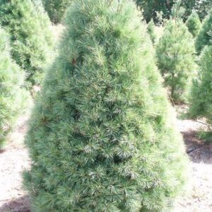 White Pine Christmas Tree